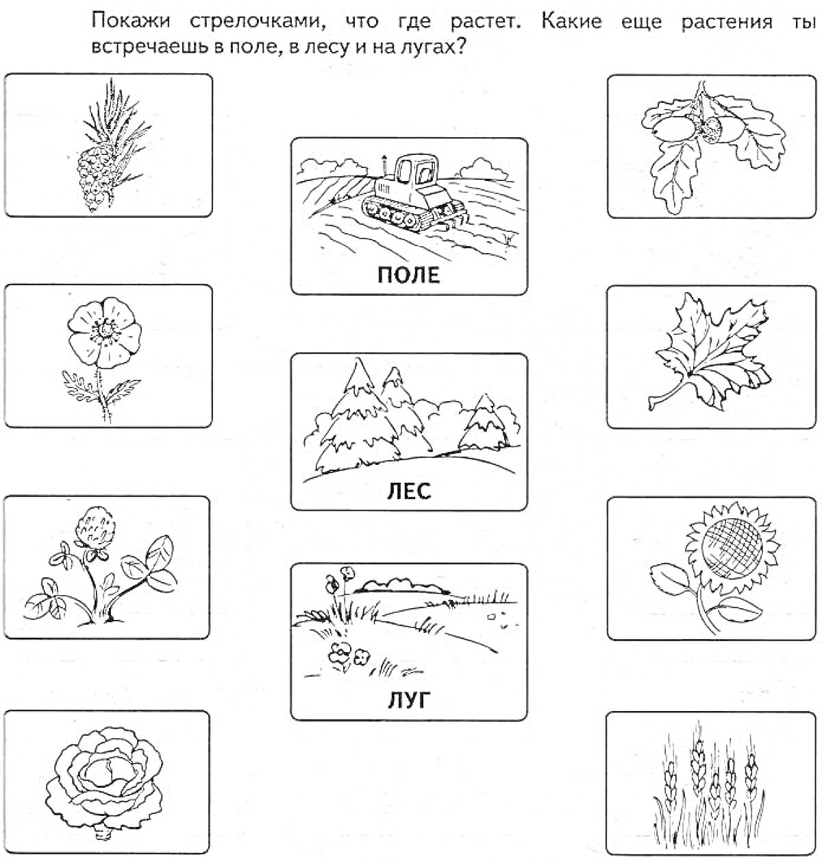 Раскраска дикорастущие и культурные растения, ель, трактор, дубовый лист, цветок, лес, кленовый лист, роза, луг, подсолнух, роза, пшеница
