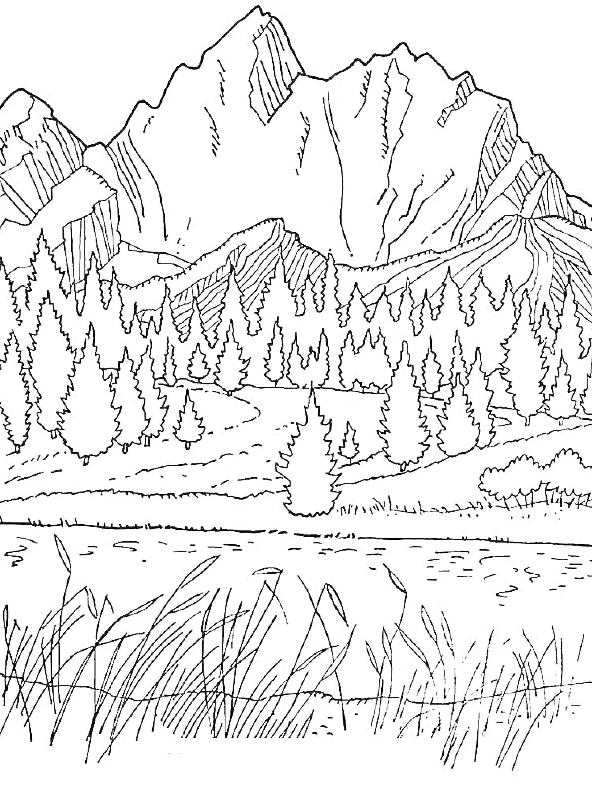 Раскраска Горы, хвойный лес и озеро с камышами
