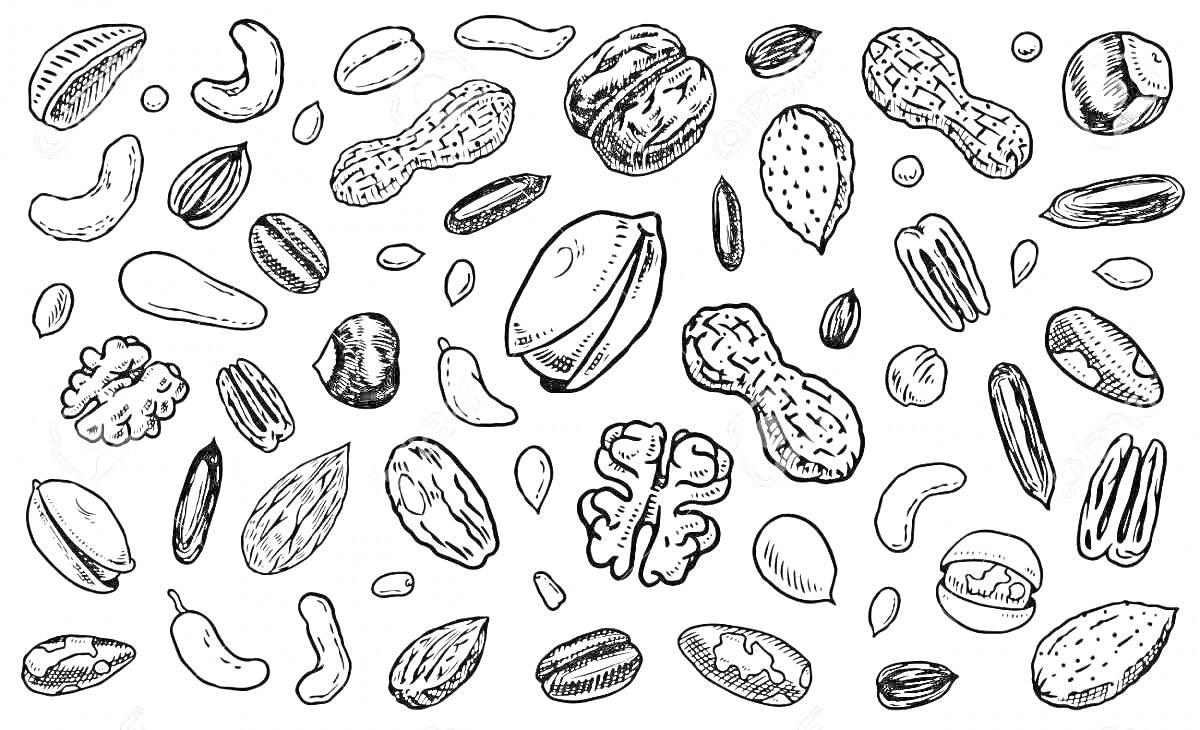 Раскраска раскраска с орехами и сухофруктами: грецкие орехи, миндаль, арахис, кешью, фисташки, финики, курага, изюм