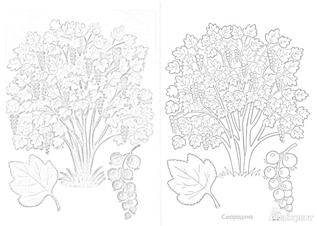 Раскраска Смородина, кустарник с листьями и гроздьями ягод