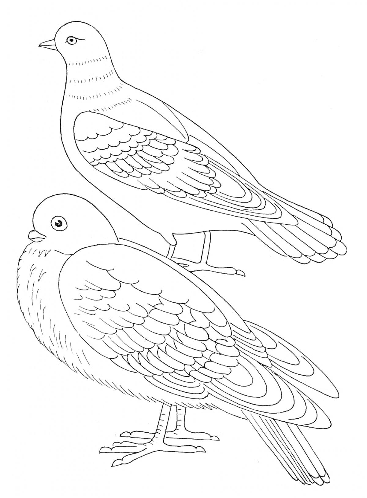 Раскраска Два голубя, стоящих рядом, один из которых сидит