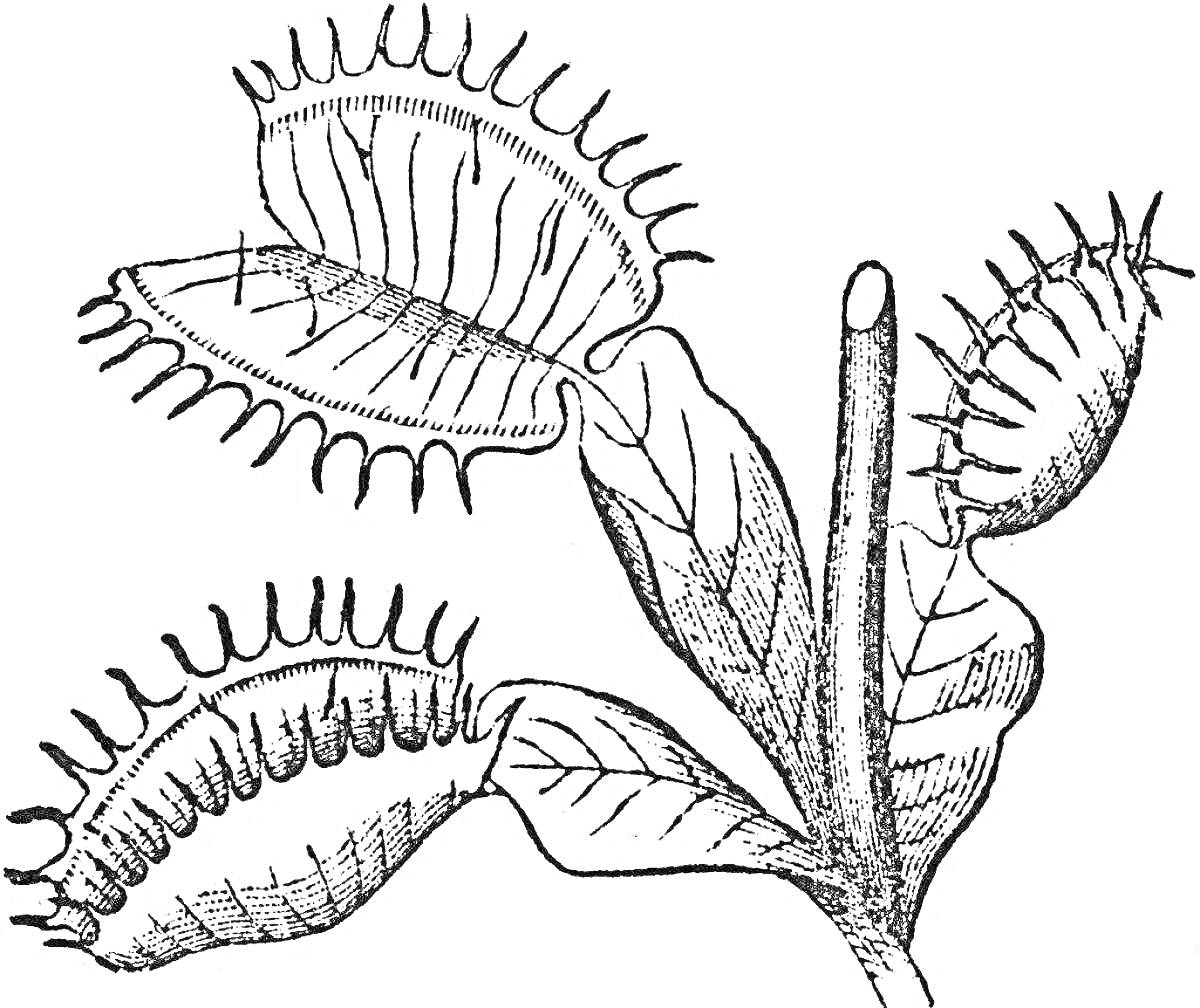 На раскраске изображено: Венерина мухоловка, Листья, Стебель, Ботаника, Хищные растения