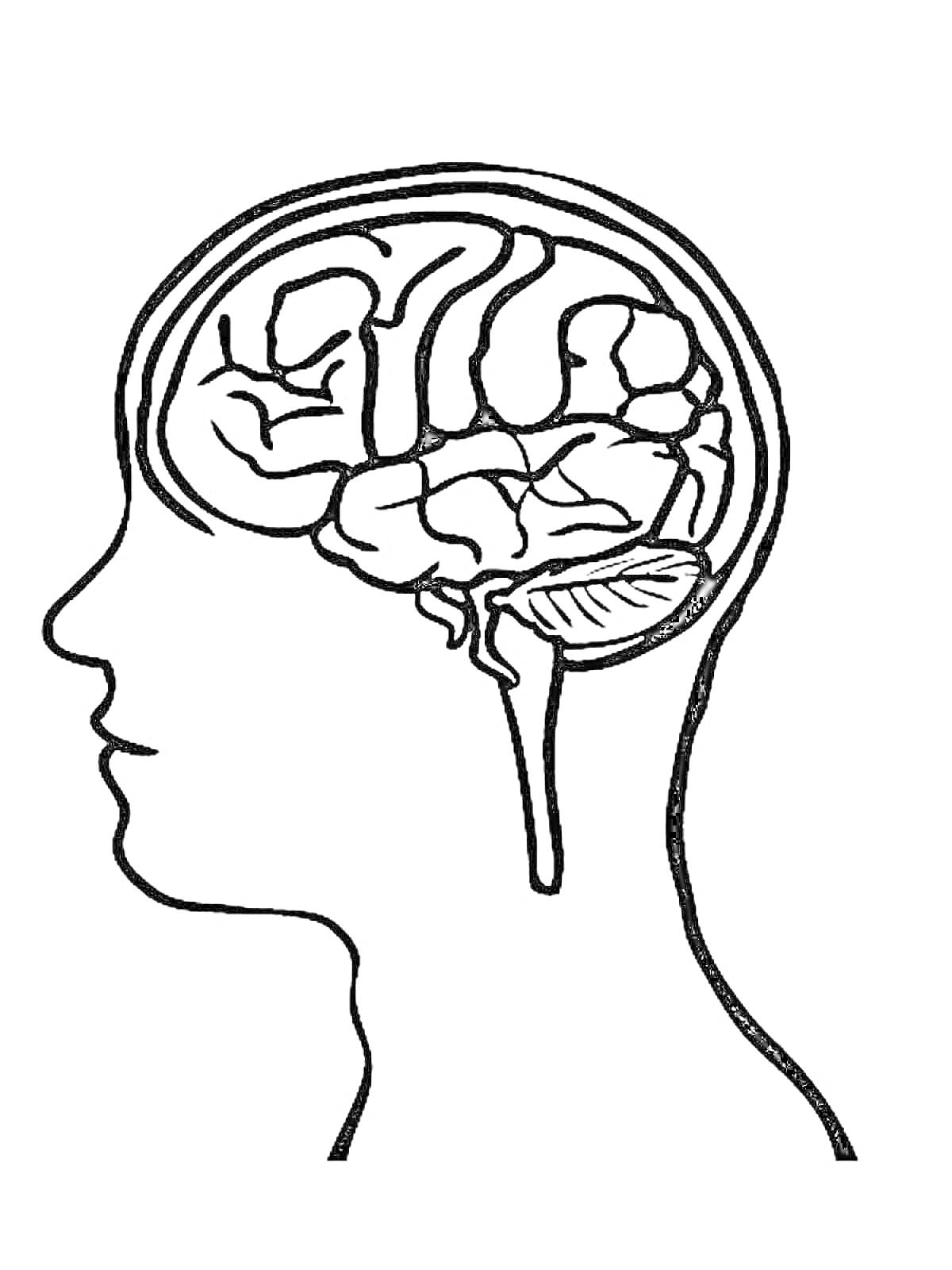 Раскраска Схематическое изображение человеческого мозга в профиле