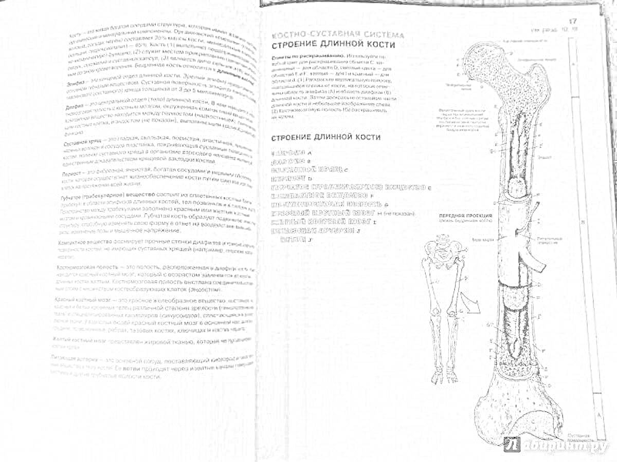 Раскраска Строение длинной кости: проксимальный эпифиз, губчатое вещество, метафиз, диафиз, кость, катридж, компактийное вещество, желтый костный мозг, артерии и нервы, участок компрессии