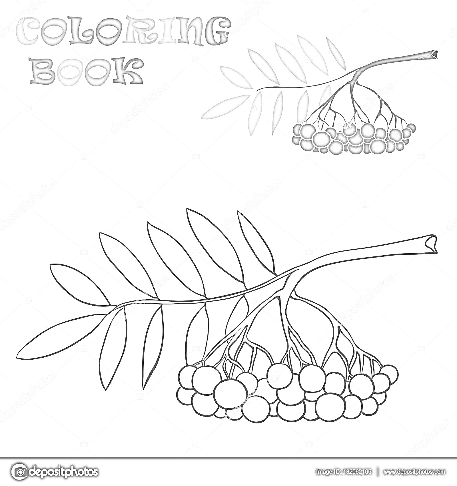 Раскраска раскраска рябина с веткой и красными ягодами, на изображении одна цветная ветка рябины с зелеными листьями и красными ягодами, а ниже черно-белая раскраска той же ветки для раскрашивания