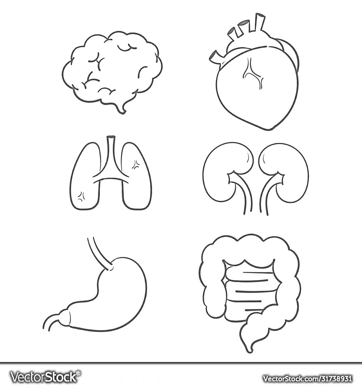 Раскраска мозг, сердце, легкие, почки, желудок, кишечник