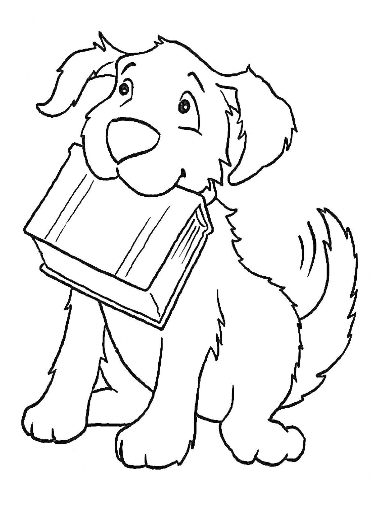 Раскраска Собака с книгой
