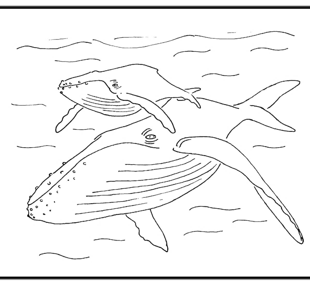 Раскраска Киты в океане, два кита плавающие возле поверхности воды