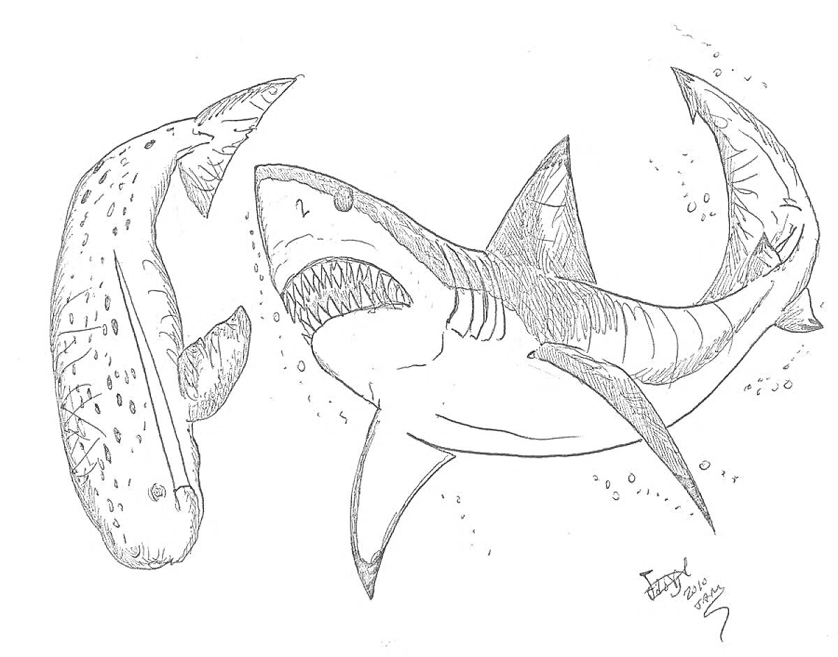 Раскраска Мегалодон и другая рыба в подводном мире