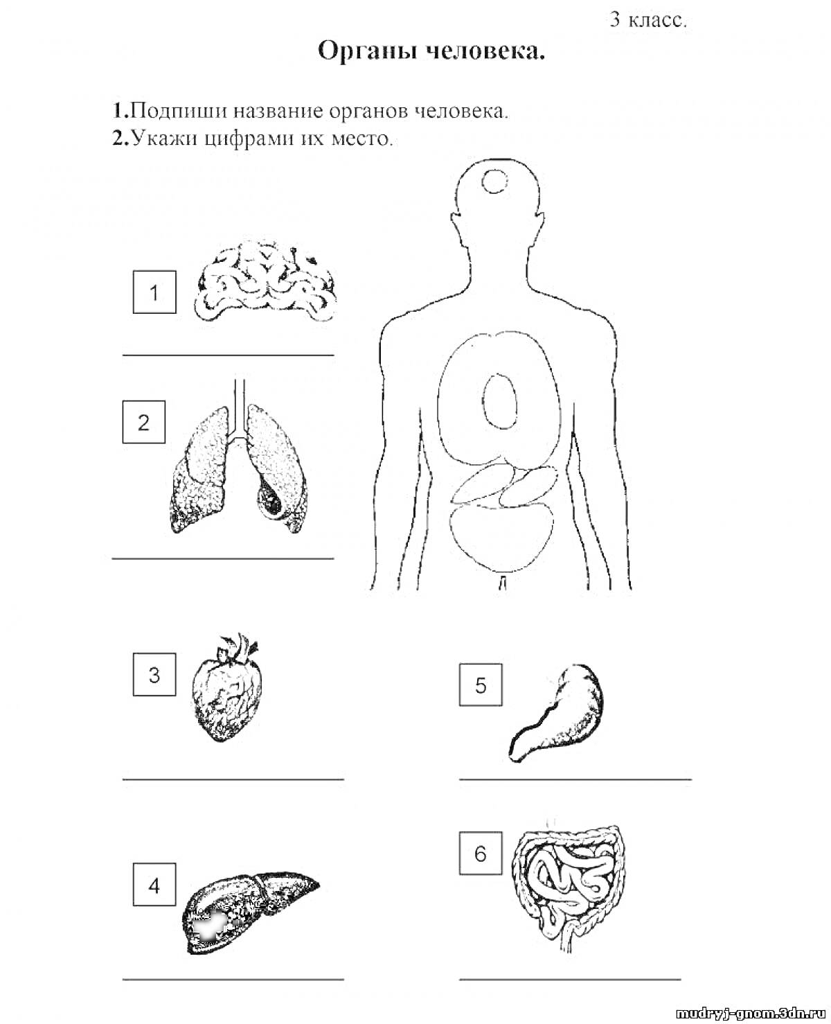 На раскраске изображено: Органы, Человеческое тело, Мозг, Легкие, Печень, Желудок, Кишечник, Анатомия, 2 класс, Образование, Здоровье