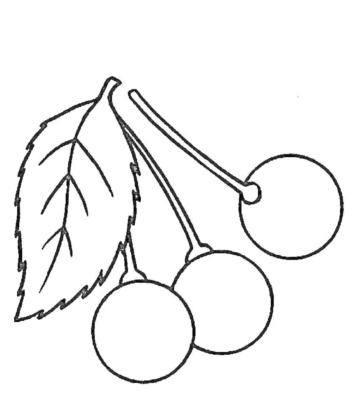 На раскраске изображено: Ветка, Фрукты