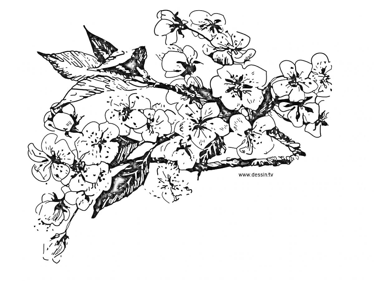 На раскраске изображено: Сакура, Цветы, Ветка, Листья, Природа, Весна, Растения, Бутон