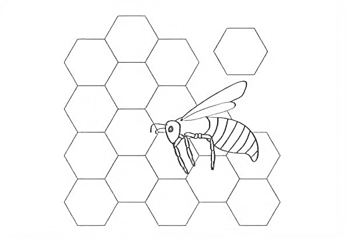 Раскраска Пчела на фоне сот