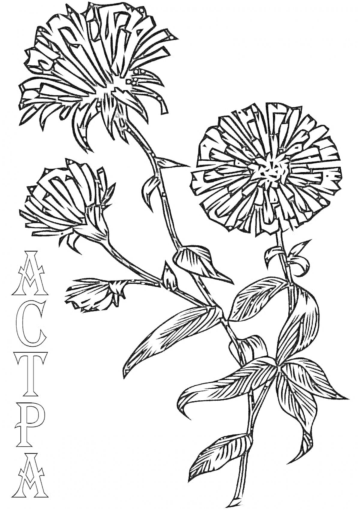 На раскраске изображено: Астра, Листья, Для детей, Ботаника, Природа