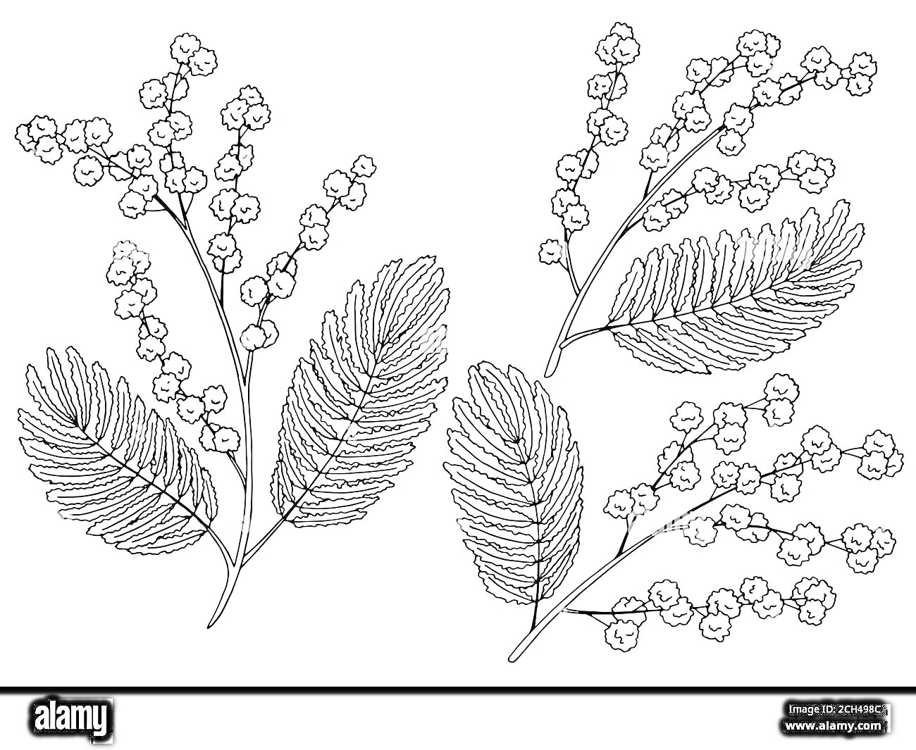 На раскраске изображено: Мимоза, Цветы, Листья, Ботаника, Растения, Контурные рисунки
