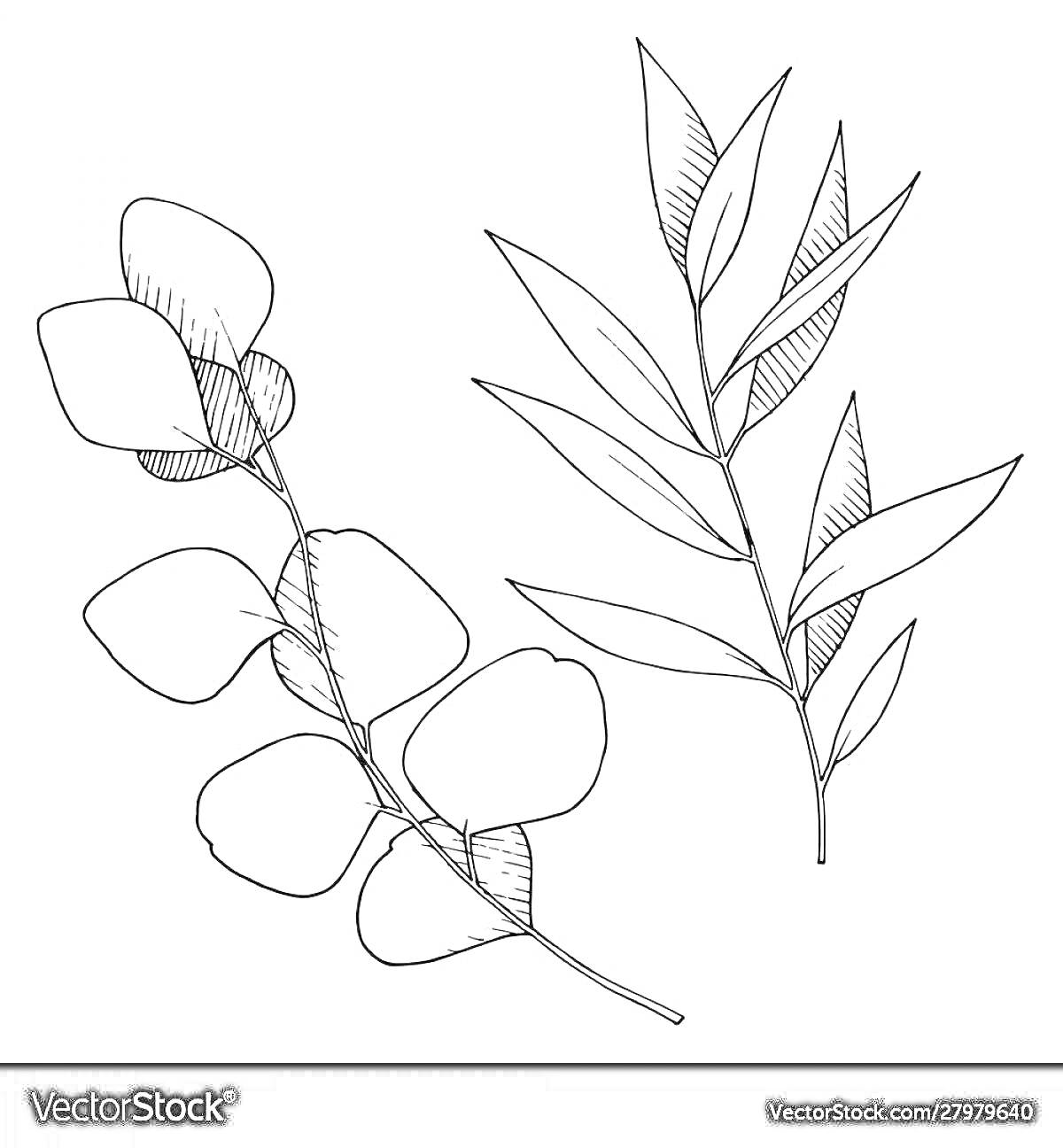 На раскраске изображено: Эвкалипт, Ветка, Листья, Для детей, Природа, Растения