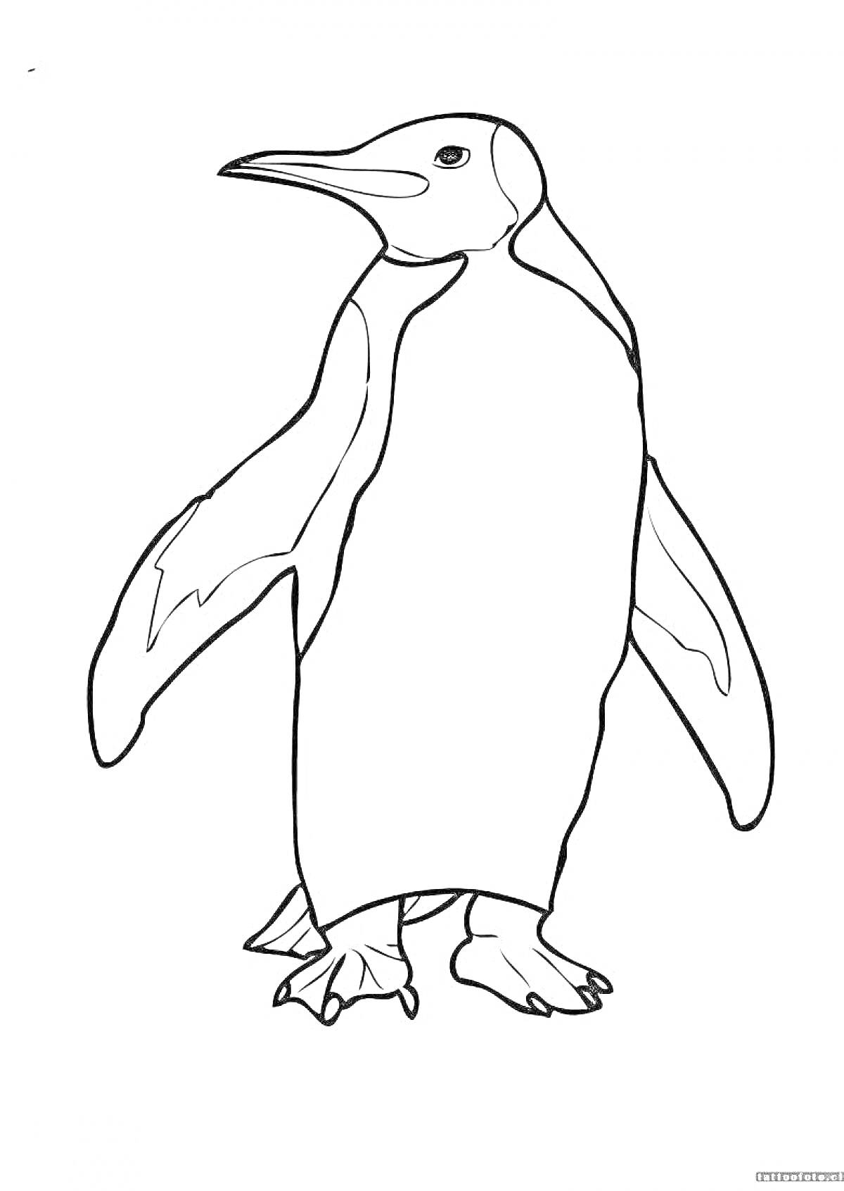 На раскраске изображено: Императорский пингвин, Стоящий пингвин, Птица, Антарктида
