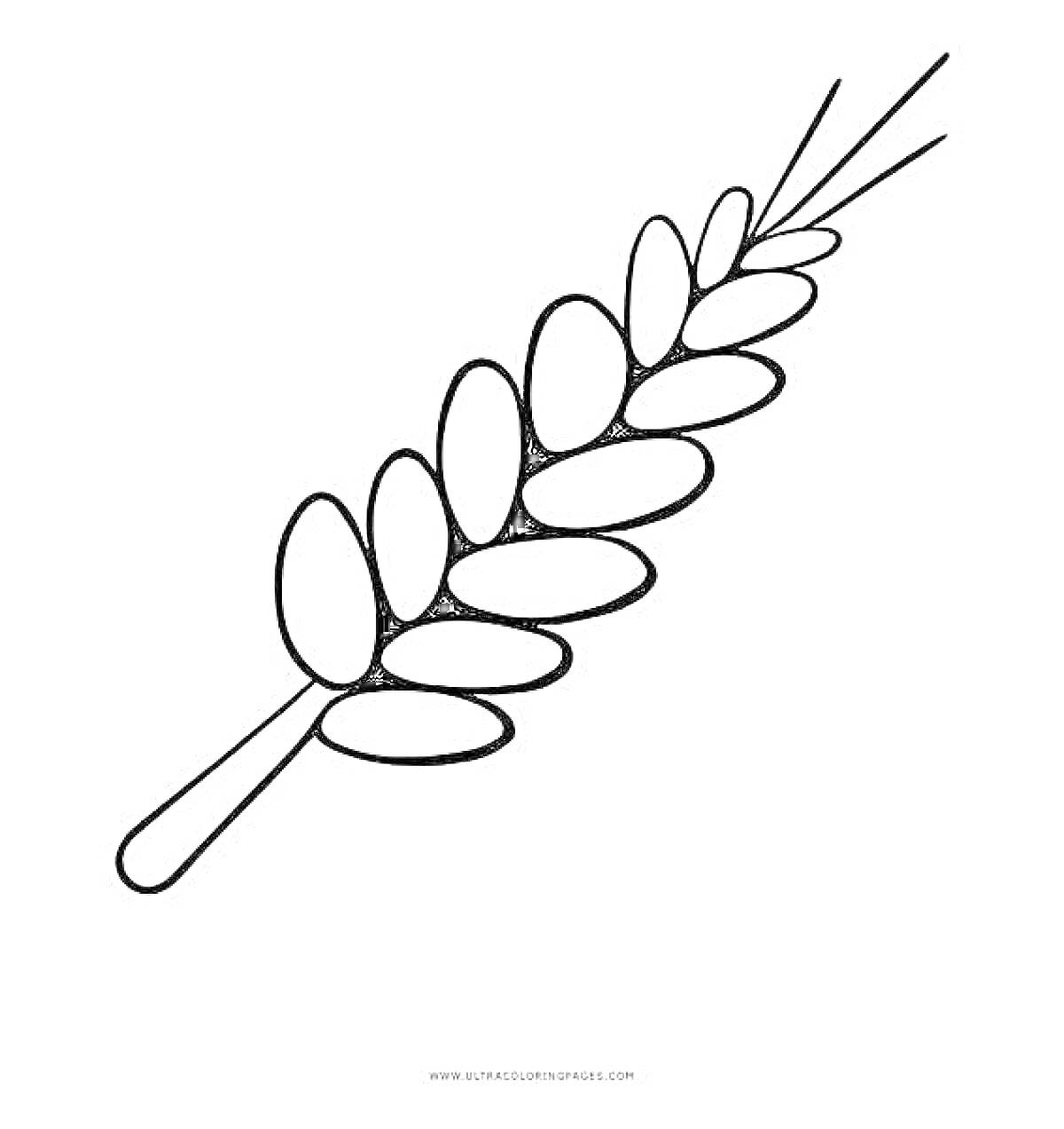 Раскраска Контурное изображение колоса с зернами