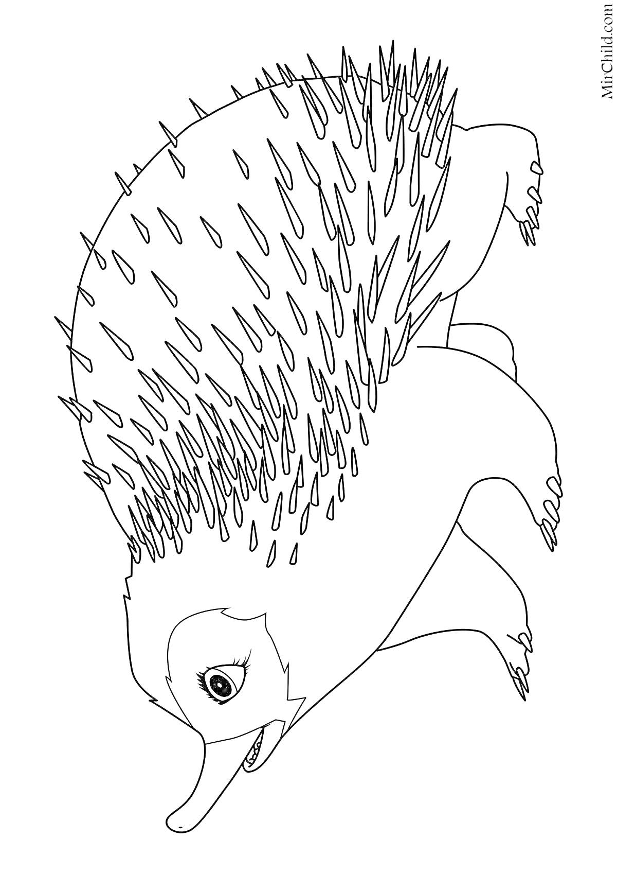 На раскраске изображено: Ехидна, Колючки, Профиль, Контурные рисунки