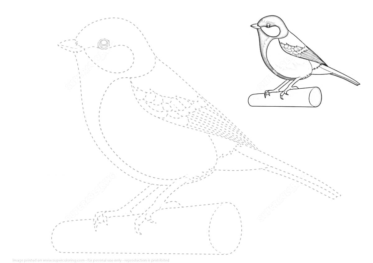 Раскраска Синица на ветке - раскраска с примером