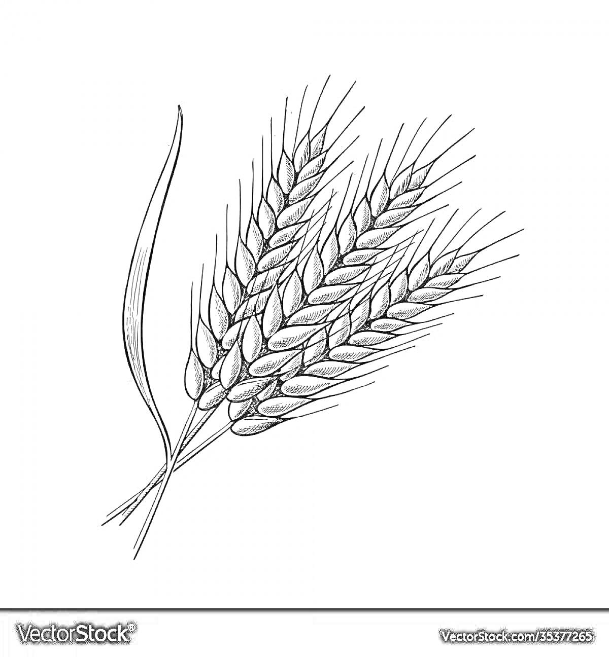 На раскраске изображено: Колосок, Листья, Зерна, Сельское хозяйство, Природа