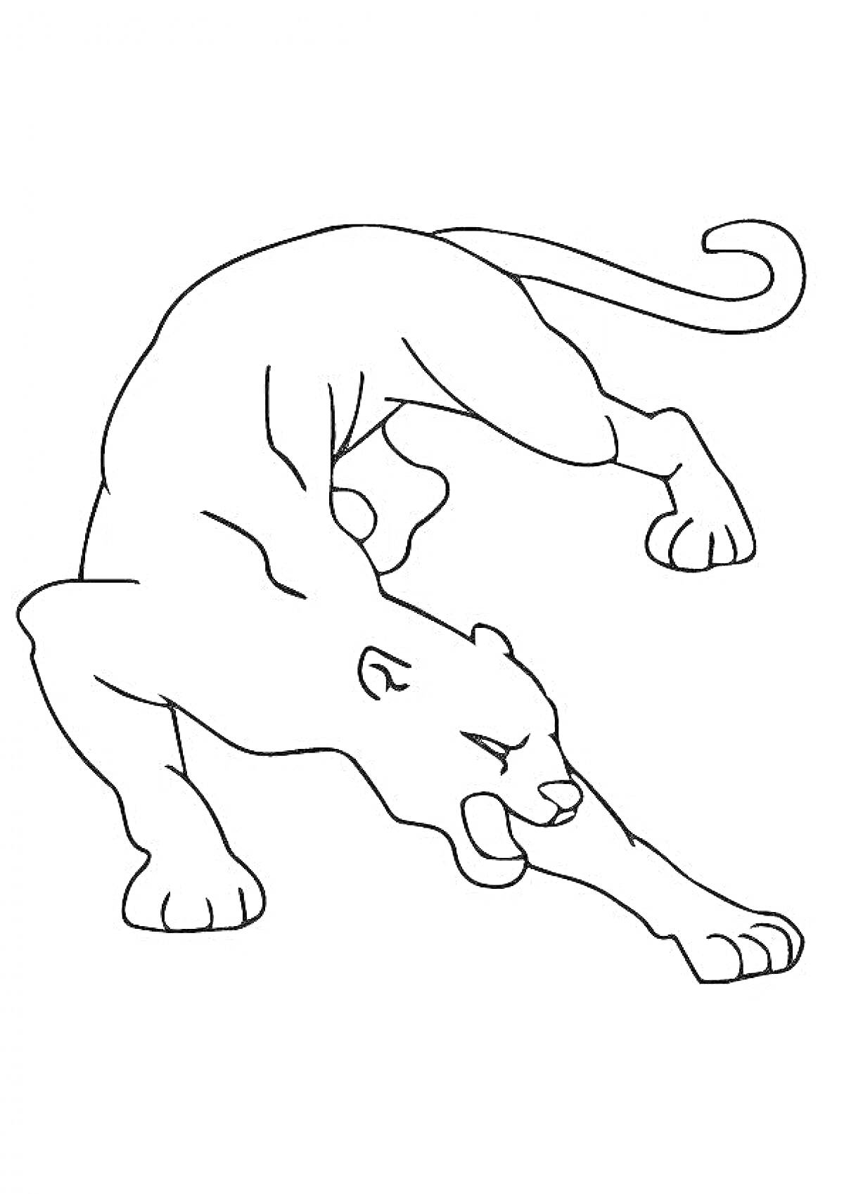 На раскраске изображено: Пантера, Атака, Агрессия, Дикий кот
