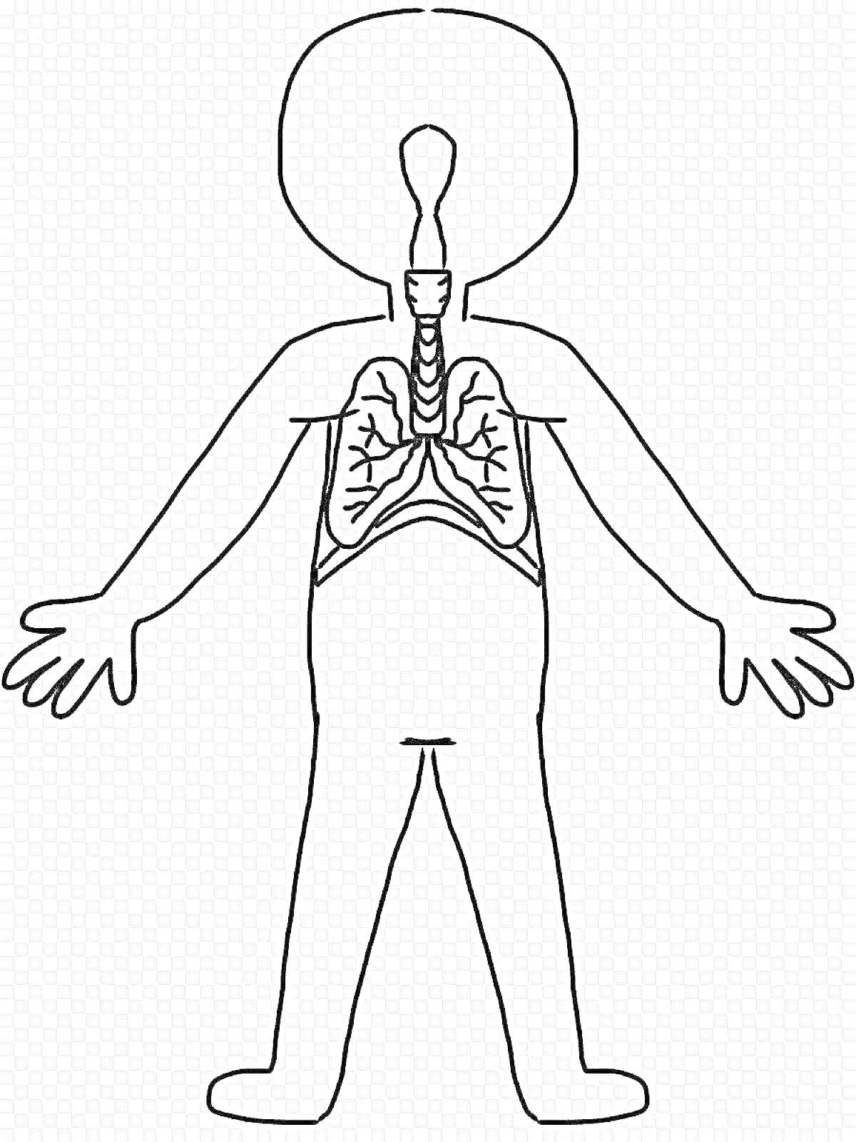 На раскраске изображено: Человеческое тело, Анатомия, Легкие, Руки, Ноги, Голова