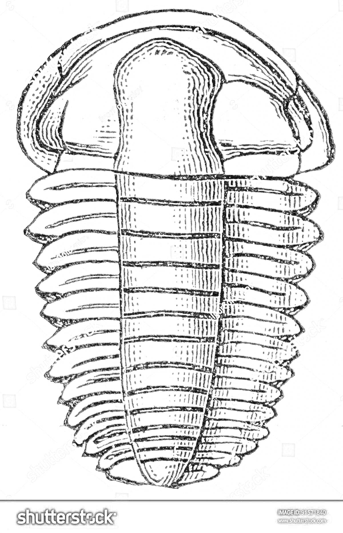 Трилобит из палеозойской эры с сегментированным телом