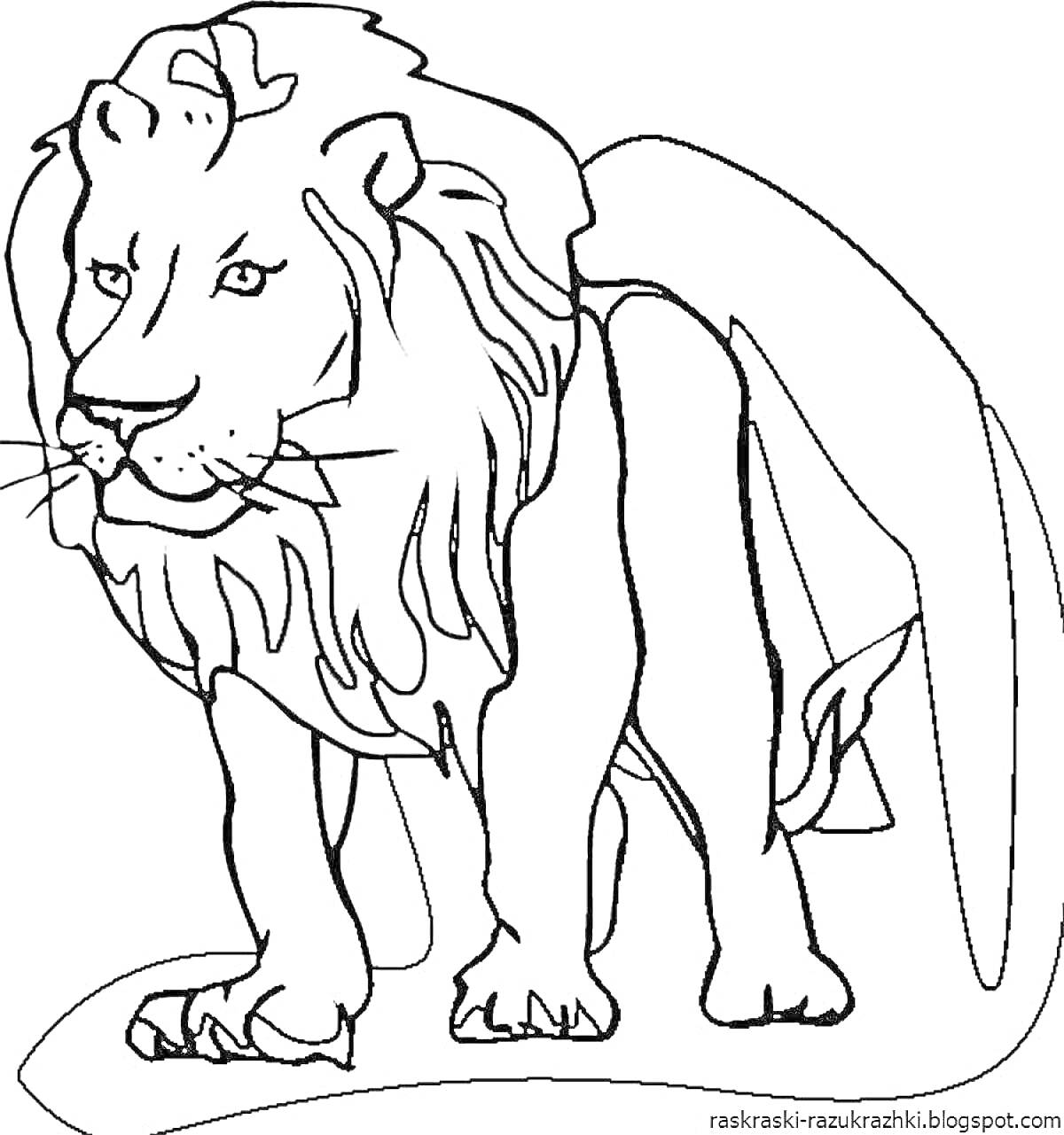 Раскраска Лев, стоящий на земле со свисающей гривой