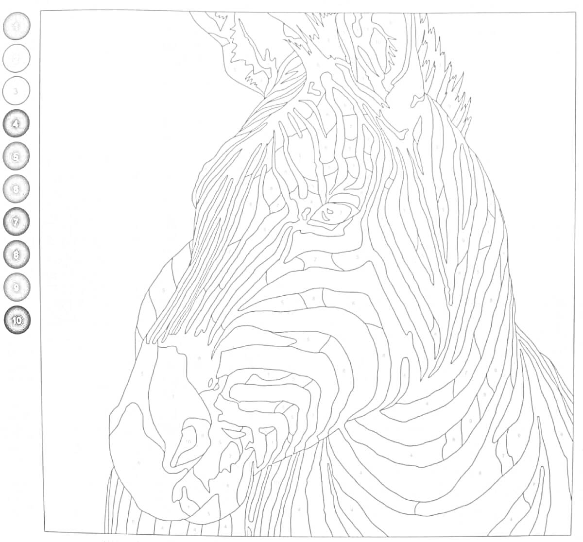 Раскраска Раскраска по номерам с изображением зебры