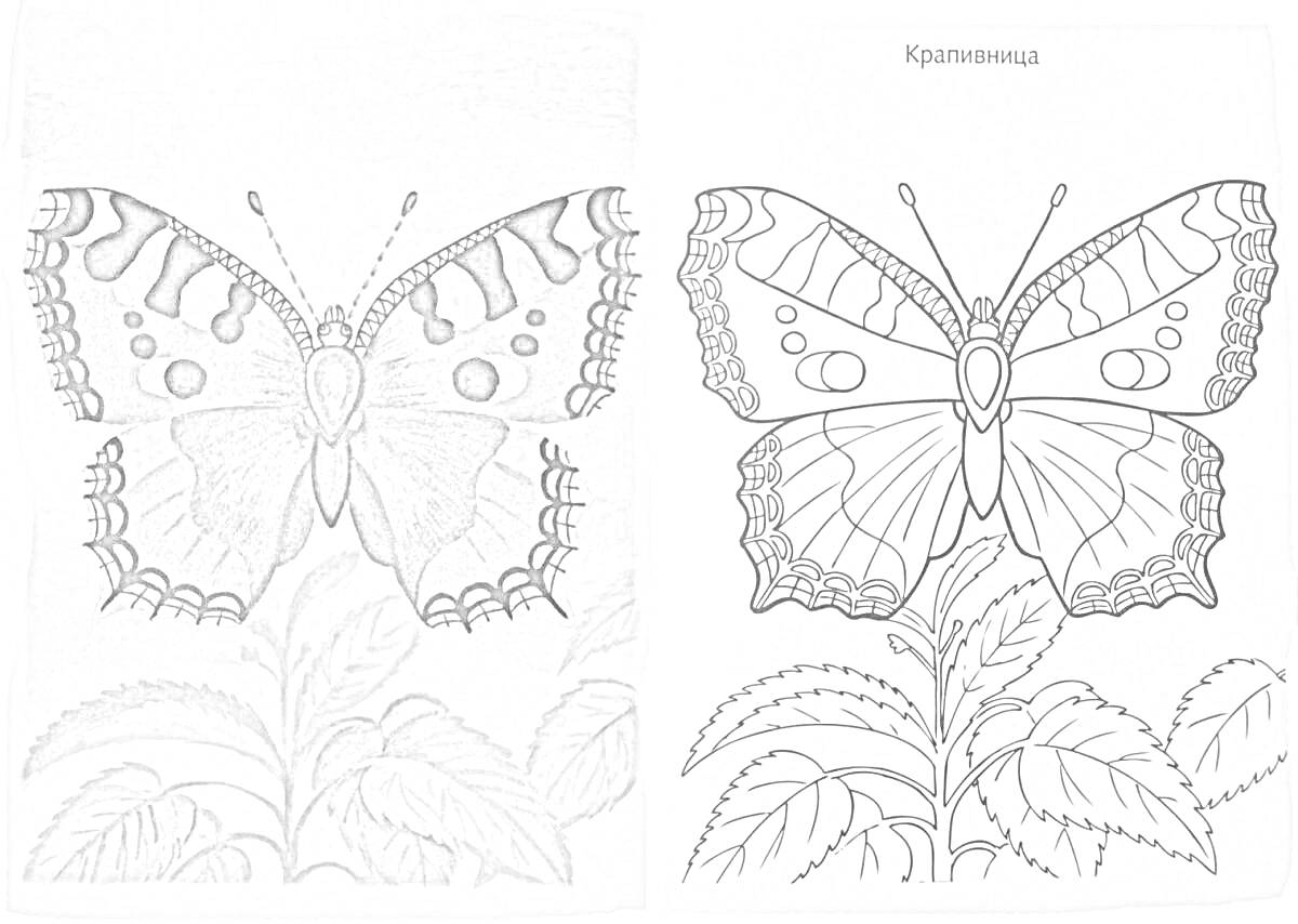 Раскраска Цветная бабочка на фоне растений, чёрно-белая и цветная версии