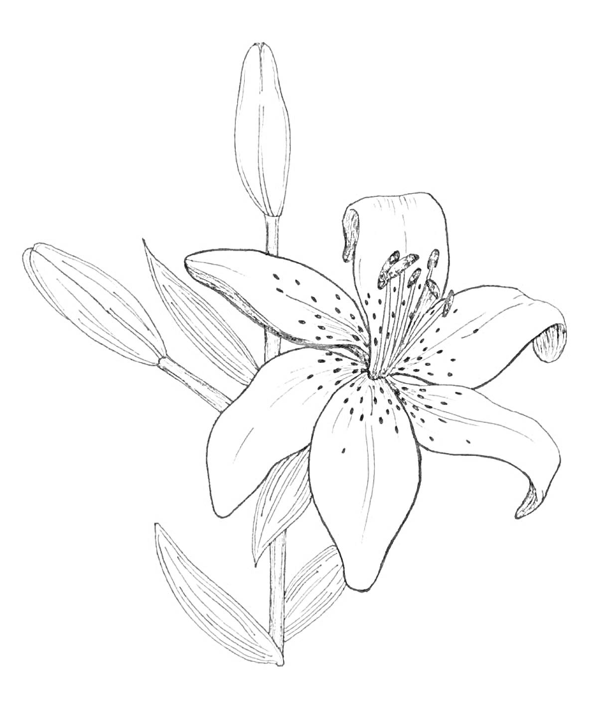 Раскраска Лилия саранка с цветком и бутонами