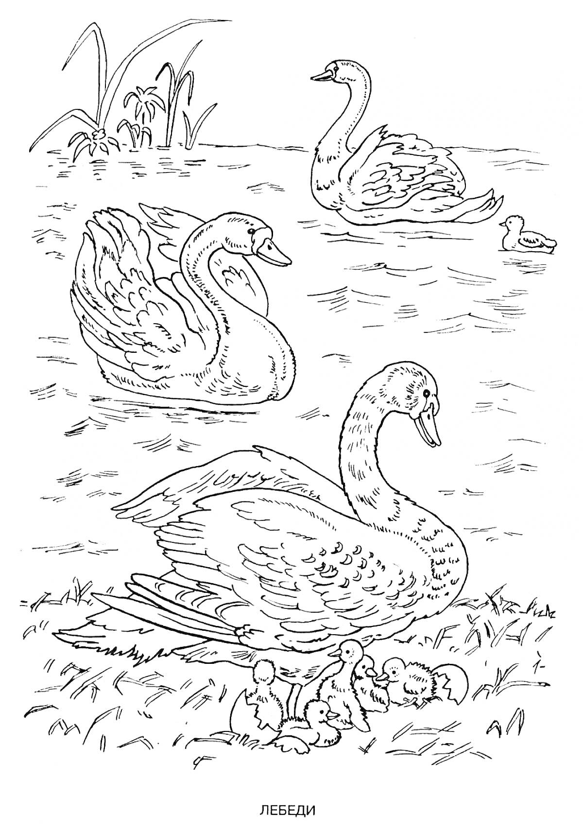 Раскраска Лебеди на пруду с утятами и растительностью