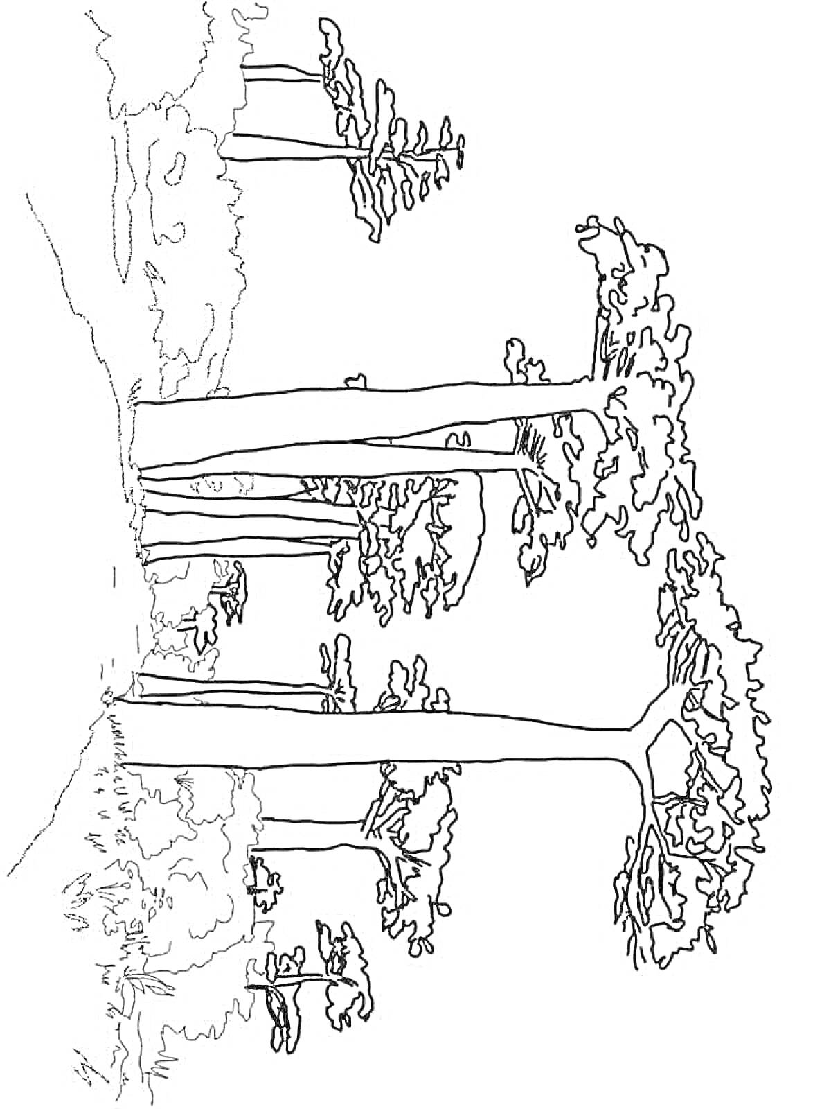 Раскраска Баобабы в лесу с кустарниками