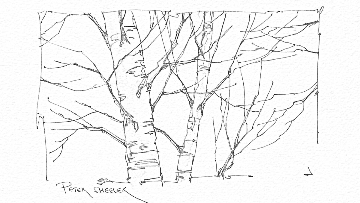 Раскраска Березы зимой, покрытые снегом, с голыми ветвями
