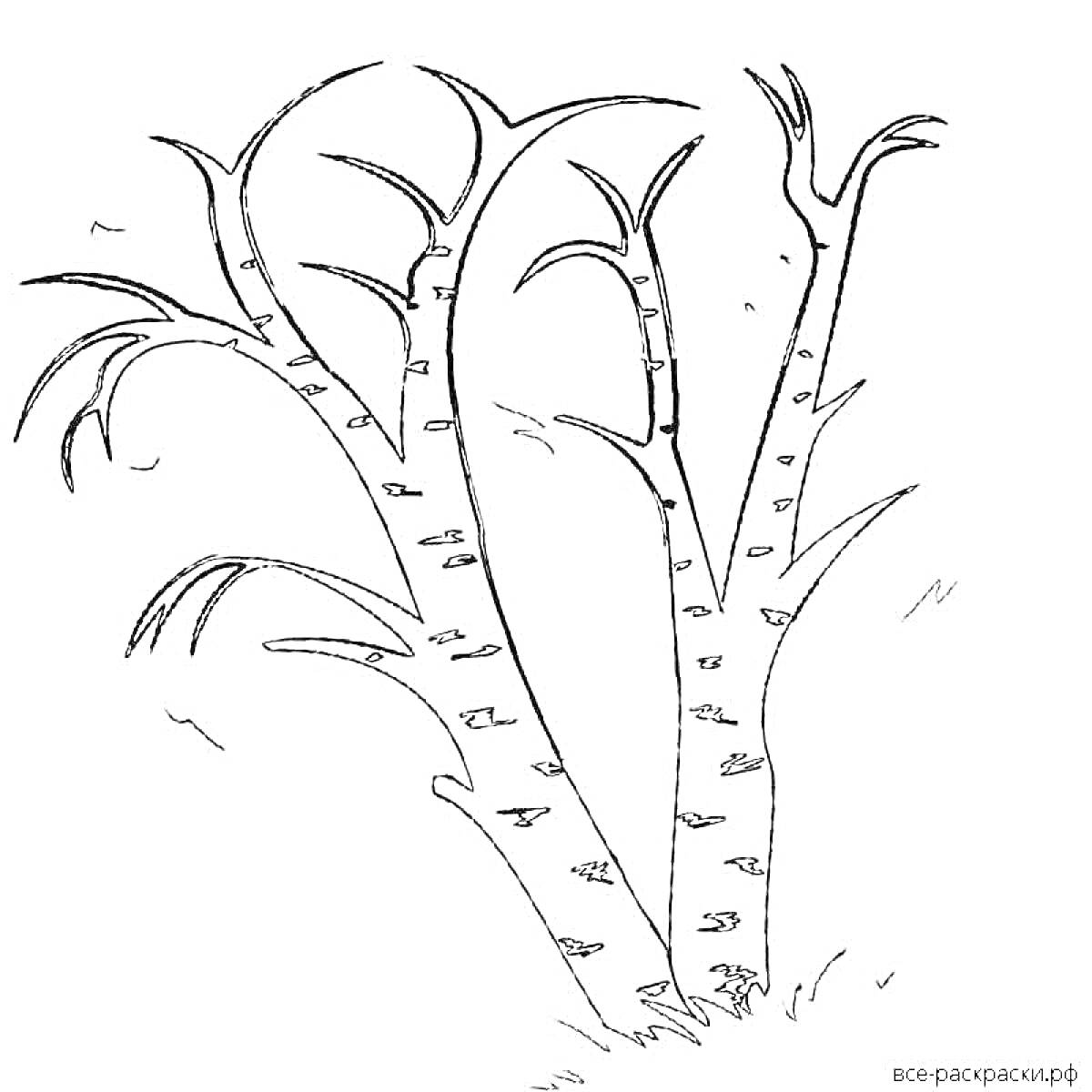 Раскраска Березы с тонкими ветвями и опавшими листьями