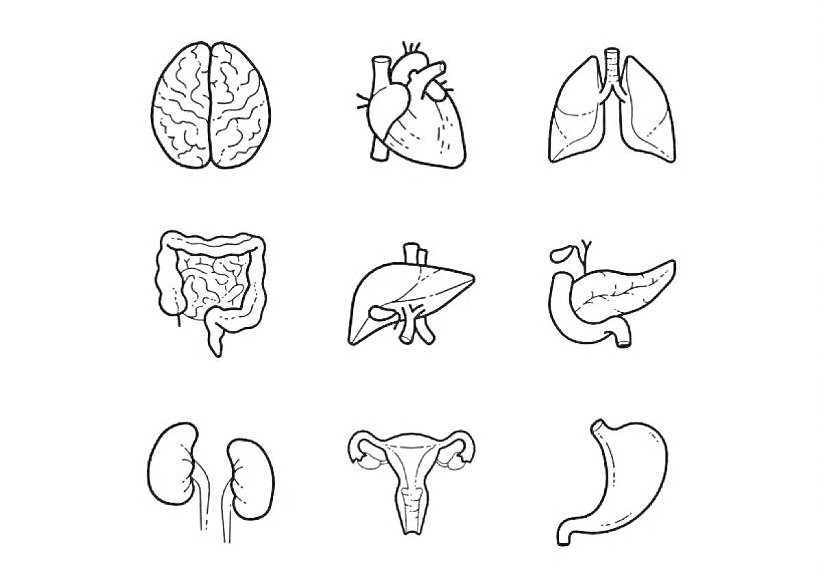 Раскраска Органы человека: мозг, сердце, легкие, толстый кишечник, печень, желчный пузырь и поджелудочная железа, почки, матка, желудок