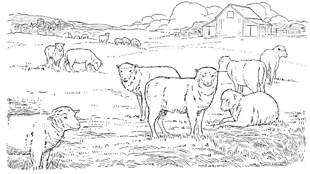Раскраска Овцы в степи с домом на заднем плане, горы и деревья
