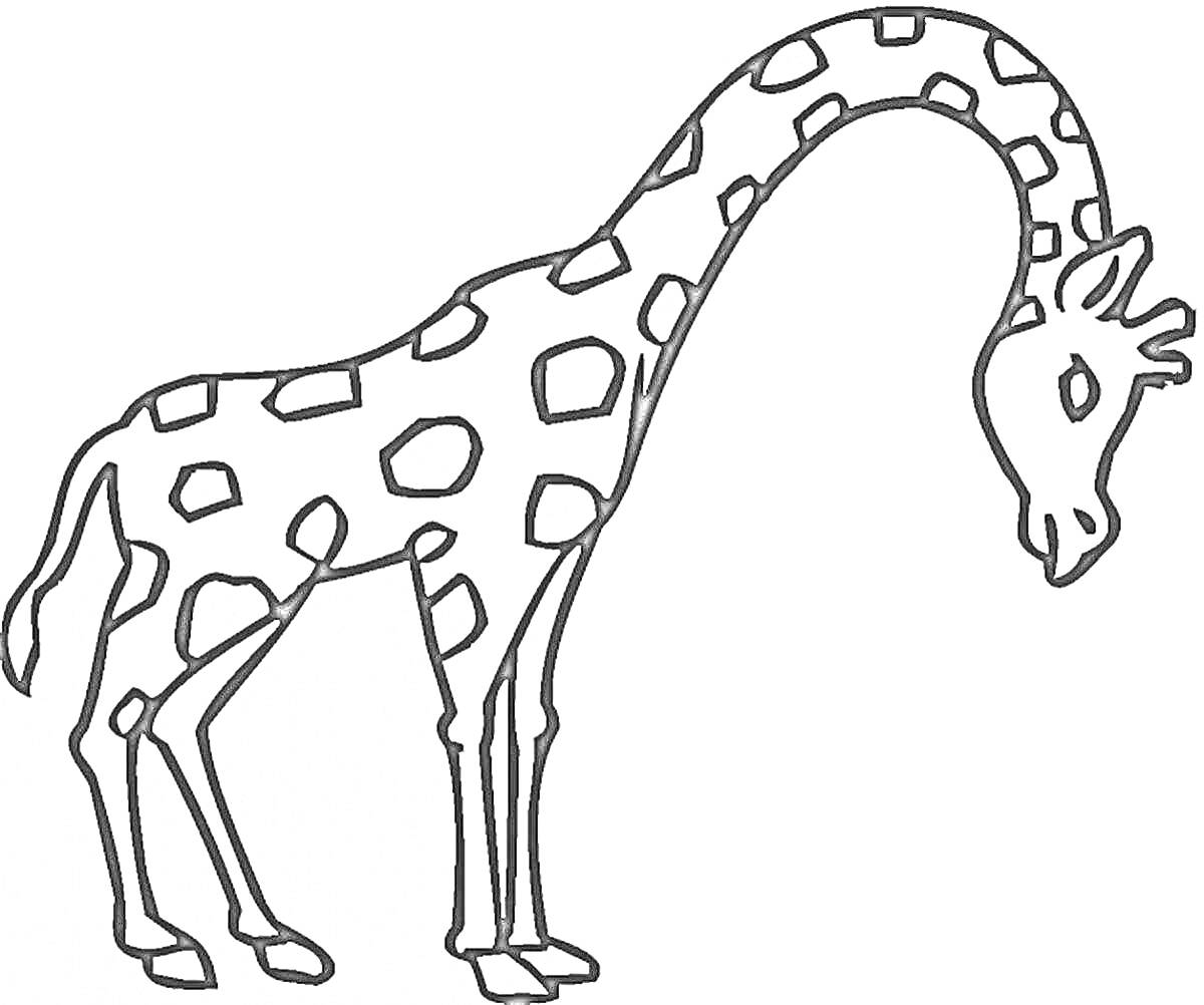 Раскраска Жираф с опущенной головой