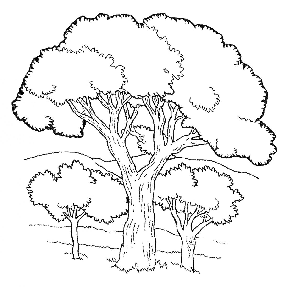 Раскраска Большое дерево на переднем плане и три малых дерева на заднем фоне, холмы на заднем плане