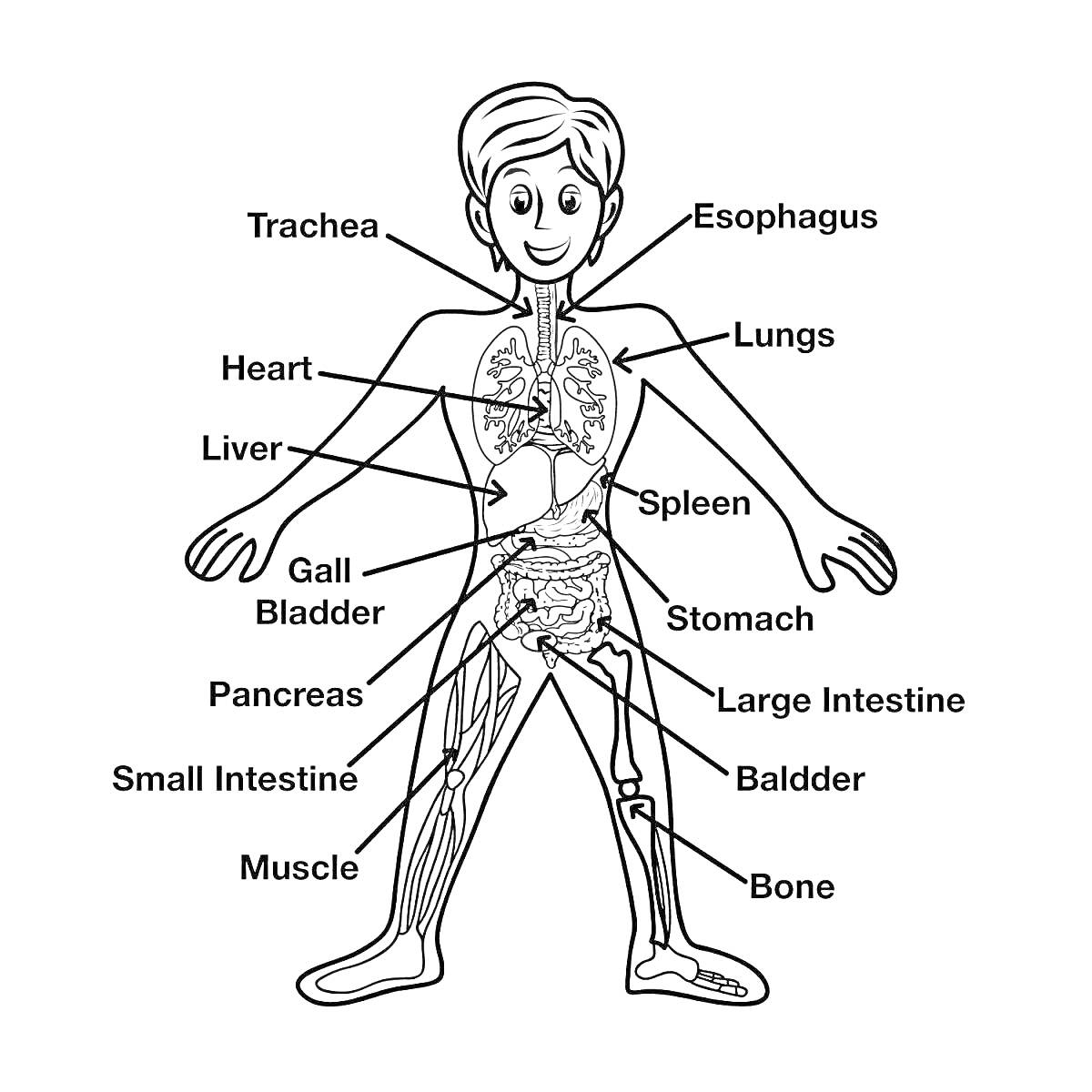 Раскраска Тело человека с указанием органов и частей: трахея, пищевод, легкие, сердце, печень, селезенка, желчный пузырь, желудок, поджелудочная железа, тонкий кишечник, толстый кишечник, мочевой пузырь, мышца, кость.