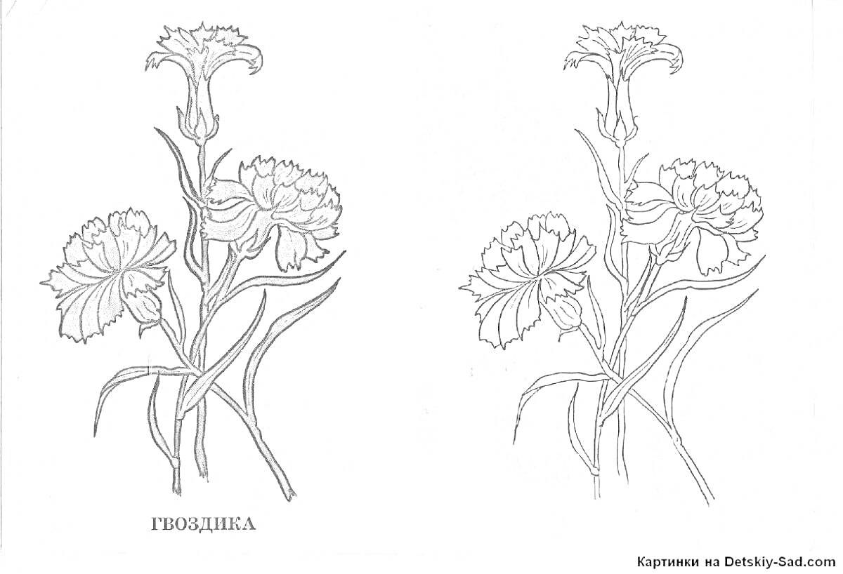 Раскраска Цветы гвоздики с листьями - одна раскрашенная, другая для раскрашивания