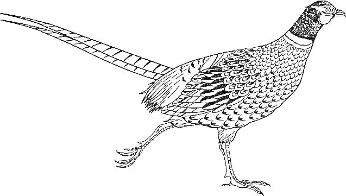 На раскраске изображено: Фазан, Птица, Длинный хвост, Перья, Контурные рисунки