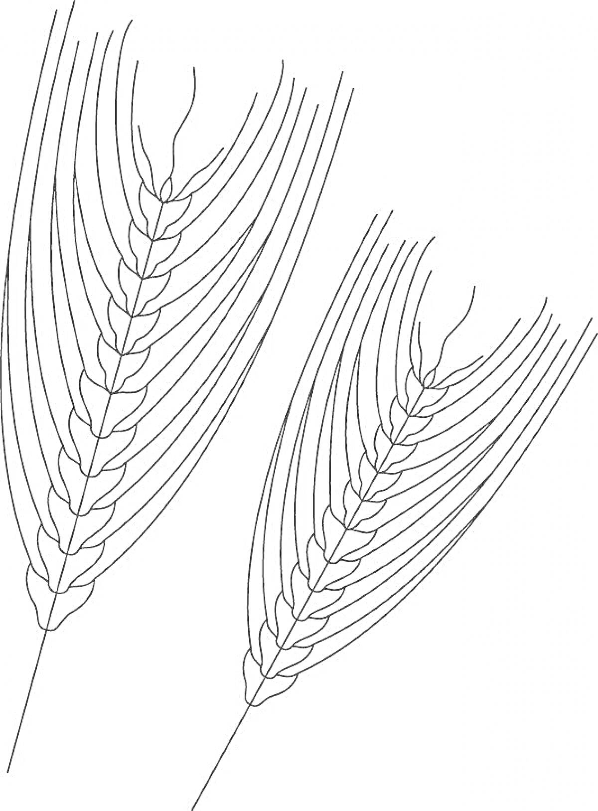 Раскраска Два колоса пшеницы крупным планом