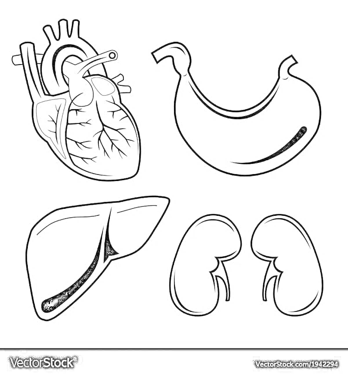 На раскраске изображено: Анатомия, Органы, Желудок, Печень, Почки, Человек, Медицинская иллюстрация