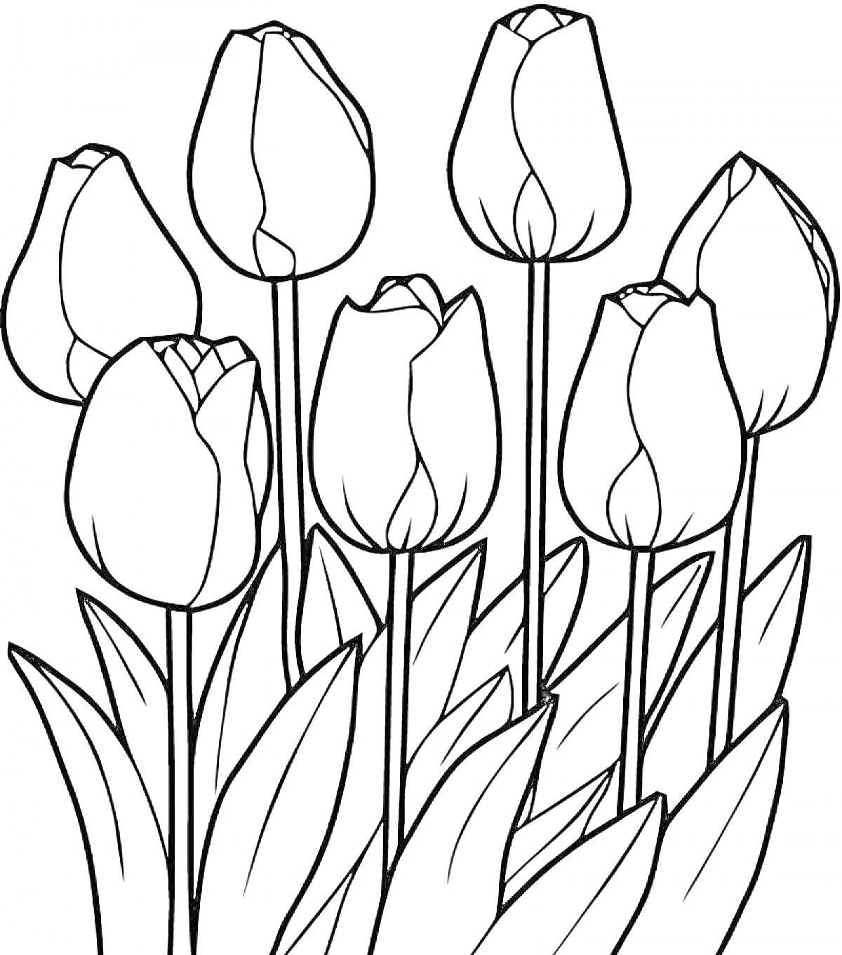 На раскраске изображено: Тюльпаны, Цветы, Буква Т, Весна, Ботаника, Контурное изображение