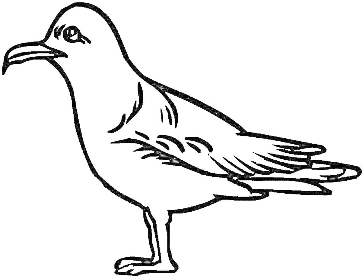 На раскраске изображено: Стоящая птица, Крылья, Клюв, Лапы, Хвост, Контурные рисунки, Чайки