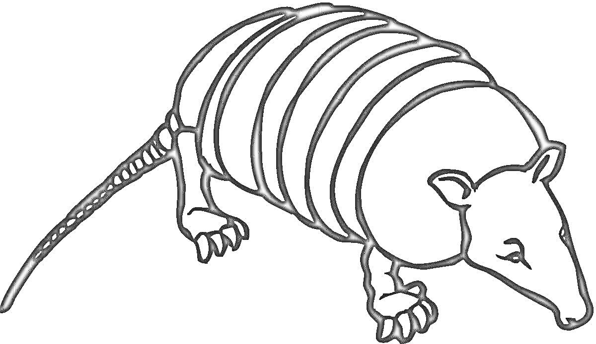 Раскраска Броненосец с полосатым панцирем и длинным хвостом