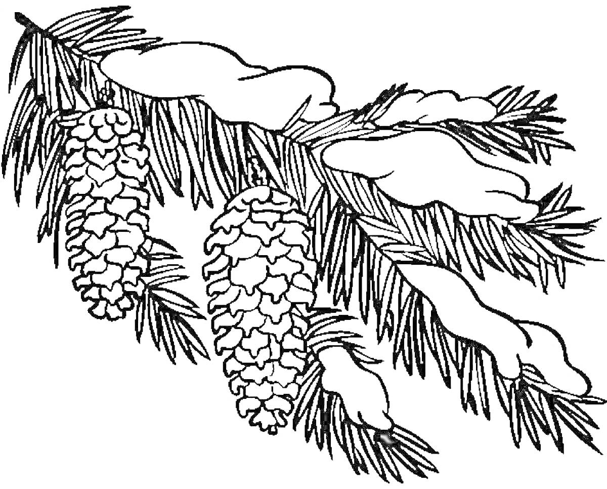 Сосновая ветка со снежными шишками и иголками