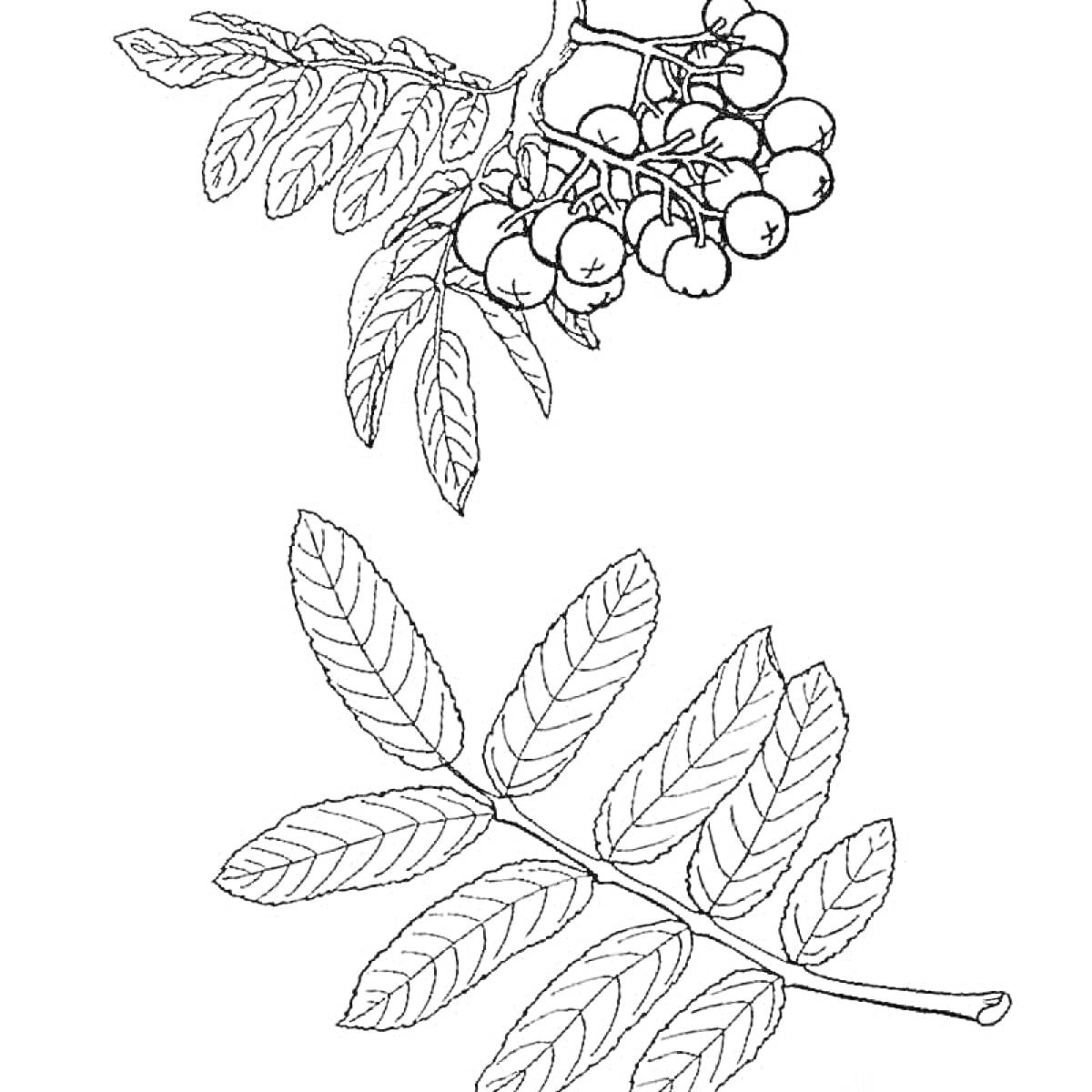 На раскраске изображено: Рябина, Ветка, Ягоды, Листья, Природа, Растения, Контурные рисунки